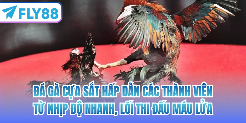 Đá gà cựa sắt hấp dẫn các thành viên từ nhịp độ nhanh, lối thi đấu máu lửa