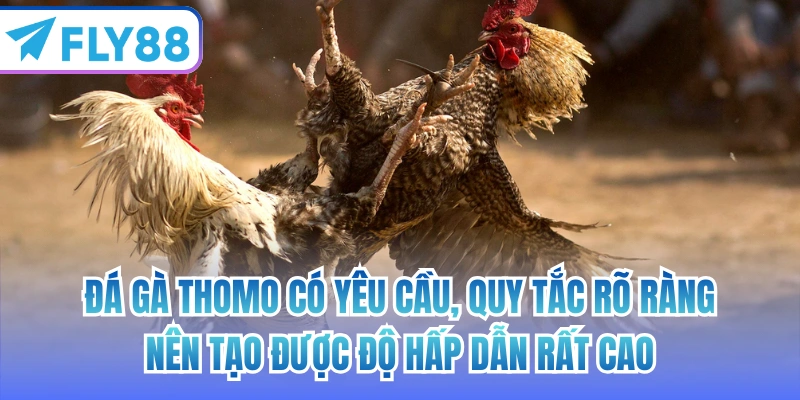 Đá gà thomo có yêu cầu, quy tắc rõ ràng nên tạo được độ hấp dẫn rất cao