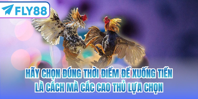 Hãy chọn đúng thời điểm để xuống tiền là cách mà các cao thủ lựa chọn