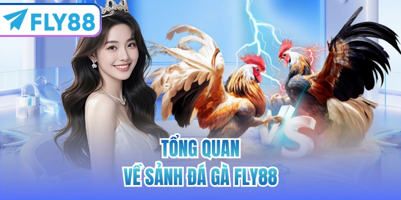Tổng quan về sảnh Đá Gà FLY88