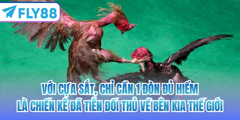 Với cựa sắt, chỉ cần 1 đòn đủ hiểm là chiến kê đã tiễn đối thủ về bên kia thế giới